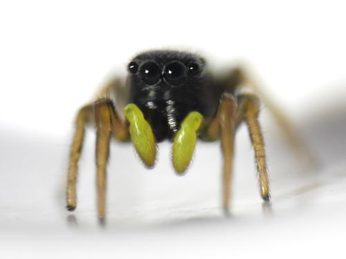 Réf. 329 827 : Heliophanus cupreus